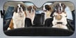 St Bernard Dog Family Car Sunshade - TG0921DT