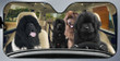 Newfoundland Dog Family Car Sunshade - TG0721QA
