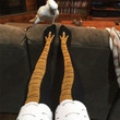 Chicken feet socks