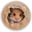 3d Cute Hamster Face Printed Round Beach Towel