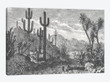 Cactuses In Mountains
