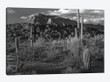 Saguaro cacti, Picacho Mountains, Picacho Peak State Park, Arizona