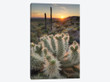 USA, Arizona. Teddy Bear Cholla cactus illuminated by the setting sun, Superstition Mountains.