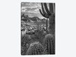 Saguaro and barrel cacti, Sant Catalina Mountains, Catalina State Park, Arizona