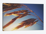 Windy Wheat Fields II