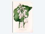 Funkia Sieboldiana (Plantain Lily)