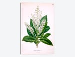 Clethra Alnifolia (Coastal Sweetpepperbush)