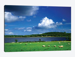 Ireland, County Roscommon. Pastoral Scene Of Lake And Grazing Sheep.