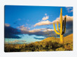 Sunset Saguaro National Park East IV