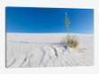 White Sands Nature