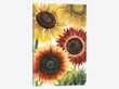 Sunflower Harvest Collection B