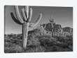 Saguaro cacti, Arizona
