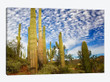 Cacti View III