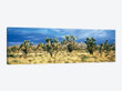 Joshua trees in the Mojave National Preserve, Mojave Desert, San Bernardino County, California, USA