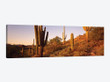 Saguaro Cactus On Hillside, Superstition Mountains, Arizona, USA