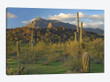 Saguaro Cacti, Picacho Mountains, Picacho Peak State Park, Arizona
