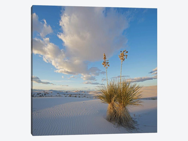 Agave, White Sands , New Mexico