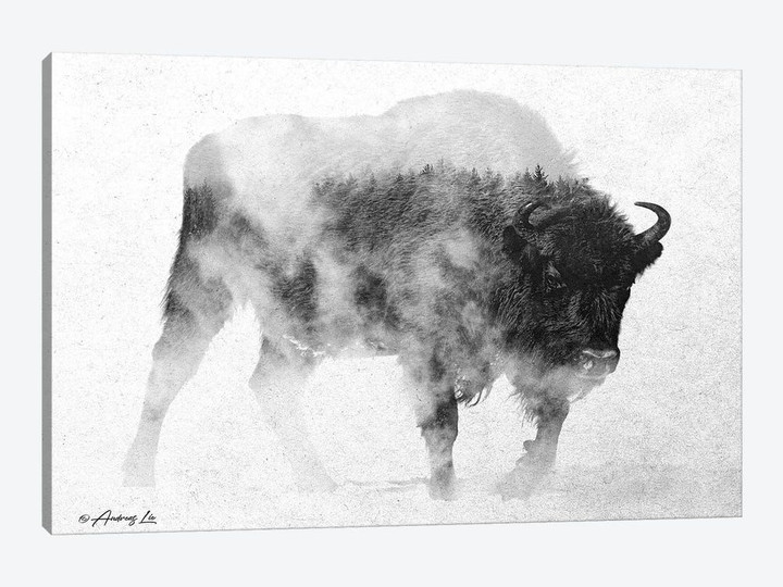 Black & White Buffalo II