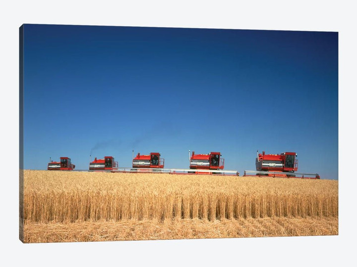 1970s Five Massey Ferguson Combines Harvesting Wheat Nebraska USA