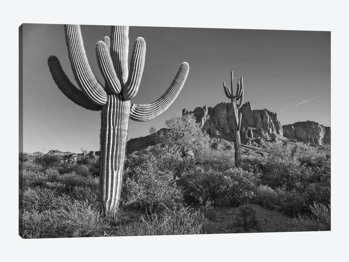 Saguaro cacti, Arizona