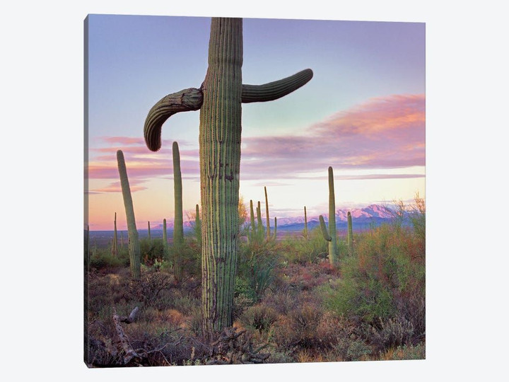 Saguaro Cactus Field With Sierrita Mountains In The Background, Saguaro National Park, Arizona