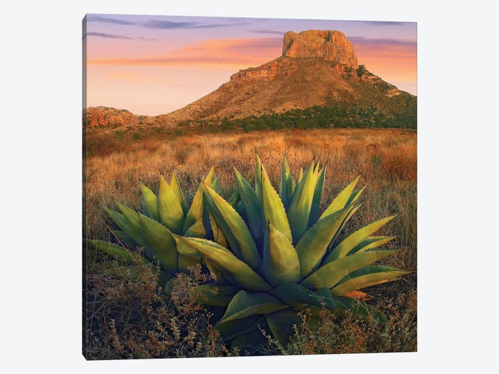 Casa Grande Butte With Agave In Foreground, Big Bend National Park, Texas