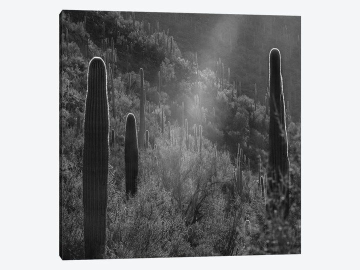 Sunbean and Saguaro cactus forest, Saguaro National Park, Arizona