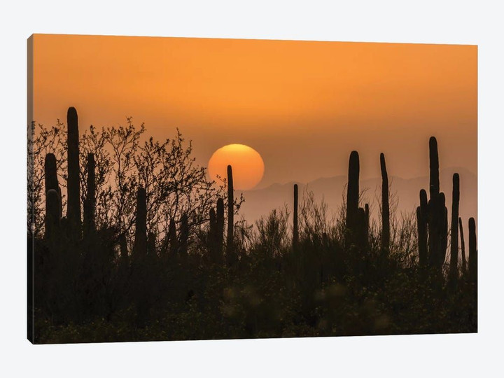 USA, Arizona, Saguaro National Park. Saguaro cactus at sunset.