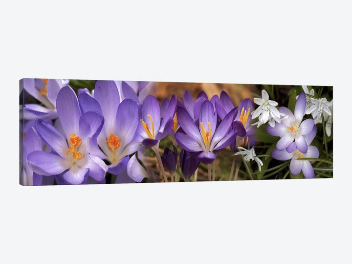 Details of early spring & crocus flowers
