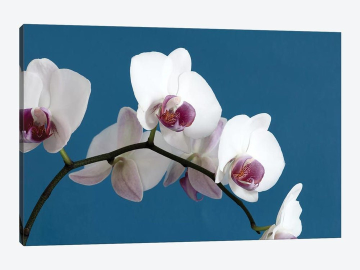 White Orchids On Blue