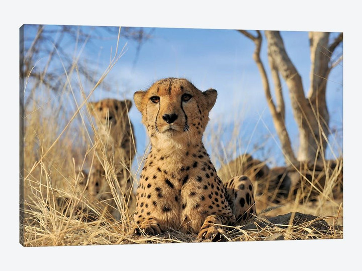 Cheetah - Close Up And Personal