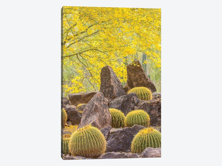 USA, Arizona, Desert Botanic Garden. Cactus garden and rocks.