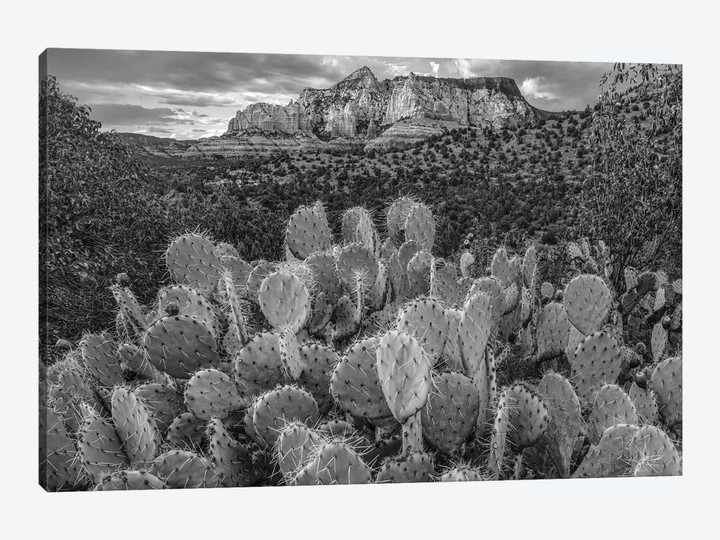 Opuntia cacti at Red Rock-Secret Mountain Wilderness,Arizona
