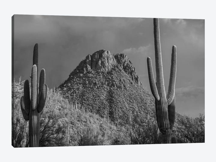 Saguaro Catcit and the Tucson Mountains, Arizona