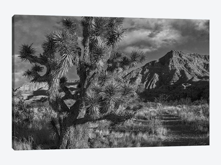 Joshua Tree and the Virgin Mountains, Arizona