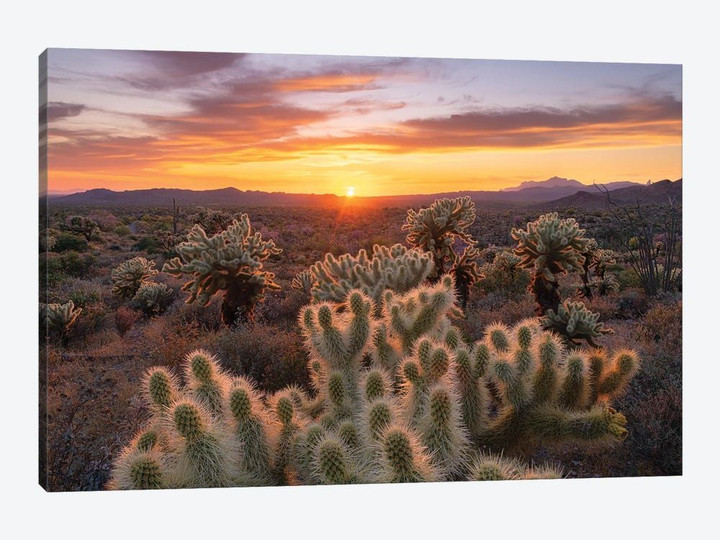 Cholla Forest Sunset