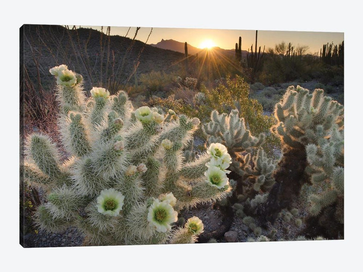 USA, Arizona. Teddy Bear Cholla cactus glowing in the rays of the setting sun, Organ Pipe Cactus National Monument.