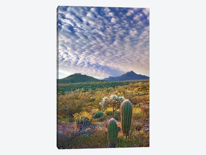 Saguaro And Teddybear Cholla, Arizona Amid Flowering Lupine And California Brittlebush II