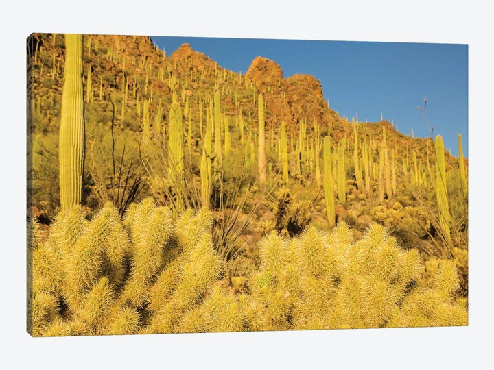 USA, Arizona, Tucson Mountain Park. Sonoran Desert landscape.