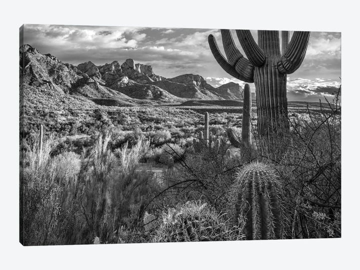 Barrel and Saguaro cacti with the Santa Catalina Mountains, Catalina State Park, Arizona