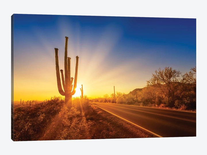 Saguaro National Park Setting Sun