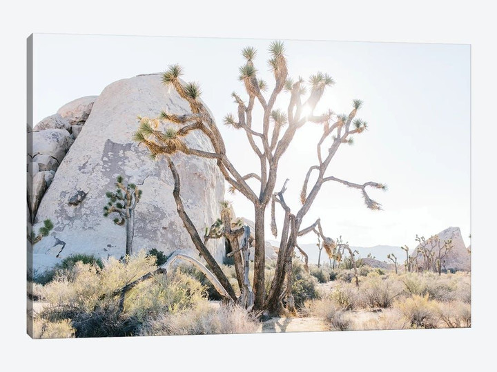 Desert Landscape II, Joshua Tree, California