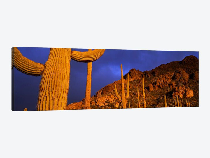 Saguaro CactusTucson, Arizona, USA
