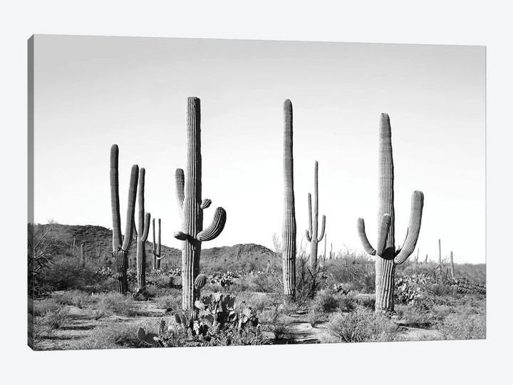Gray Cactus Land