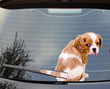 Cavalier King Charles Spaniel Dog with a wagging tail Funny Sticker Sticker PodEz Cavalier King Charles Spaniel