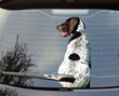 Dog with a wagging tail Funny Sticker Sticker PodEz German Shorthaired