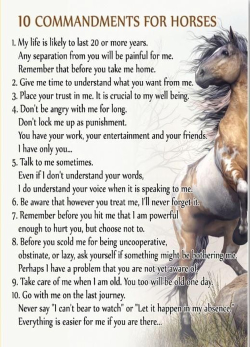 10 Commandments For Horses 1 My Life Is Likely To Last 20 Or More Years Poster Gift For Horses Lovers Poster