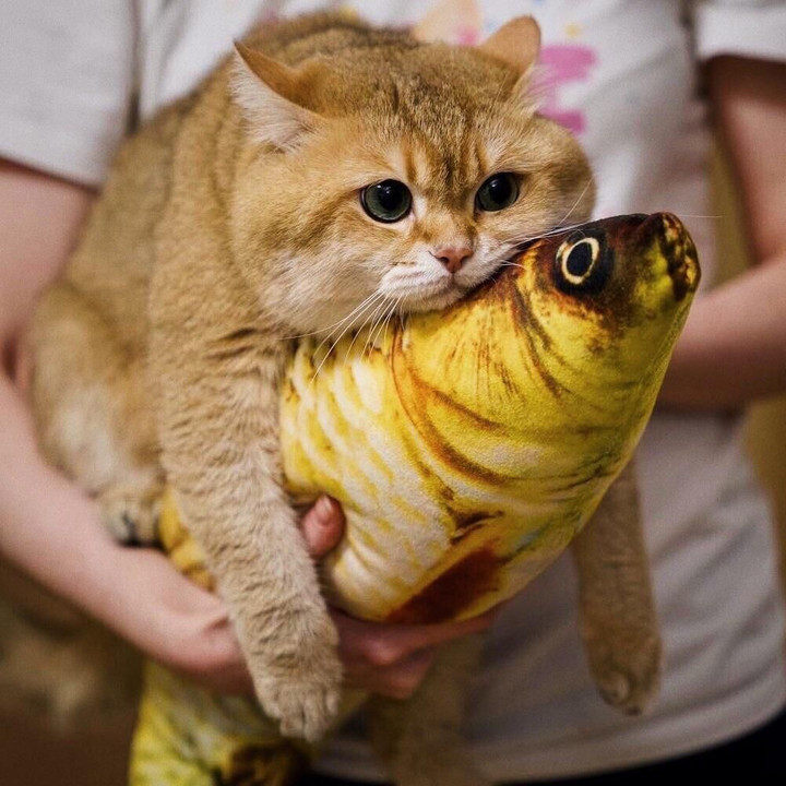 ⭐️ 3D Fish Plush Cat Pet Toy ⭐️