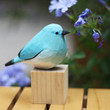Bluebirds Spirit Animal