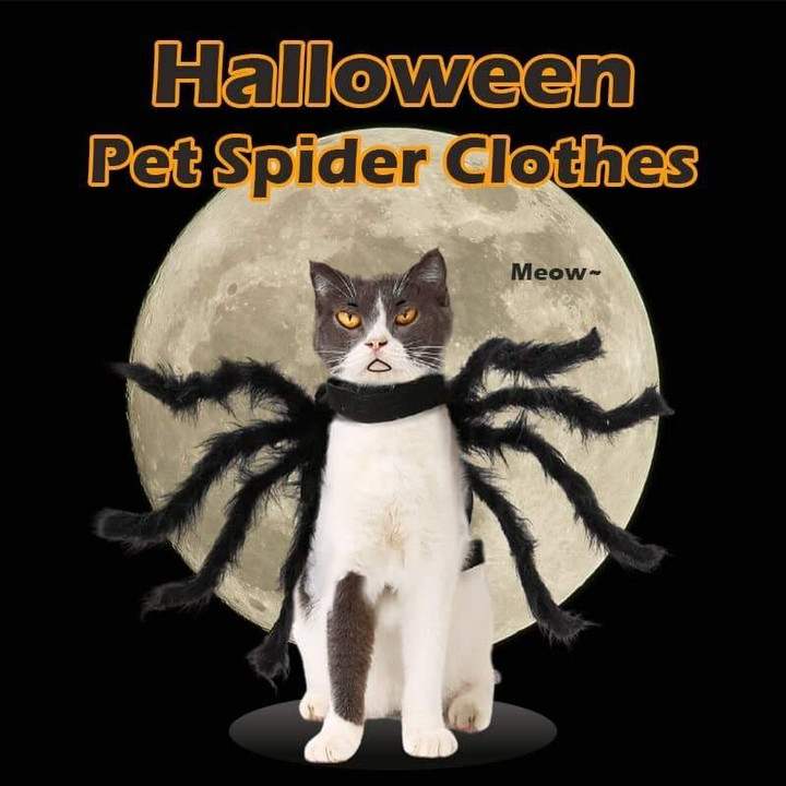Spider Pet Halloween Costume 🎃 Early Halloween Promotion 🕷️